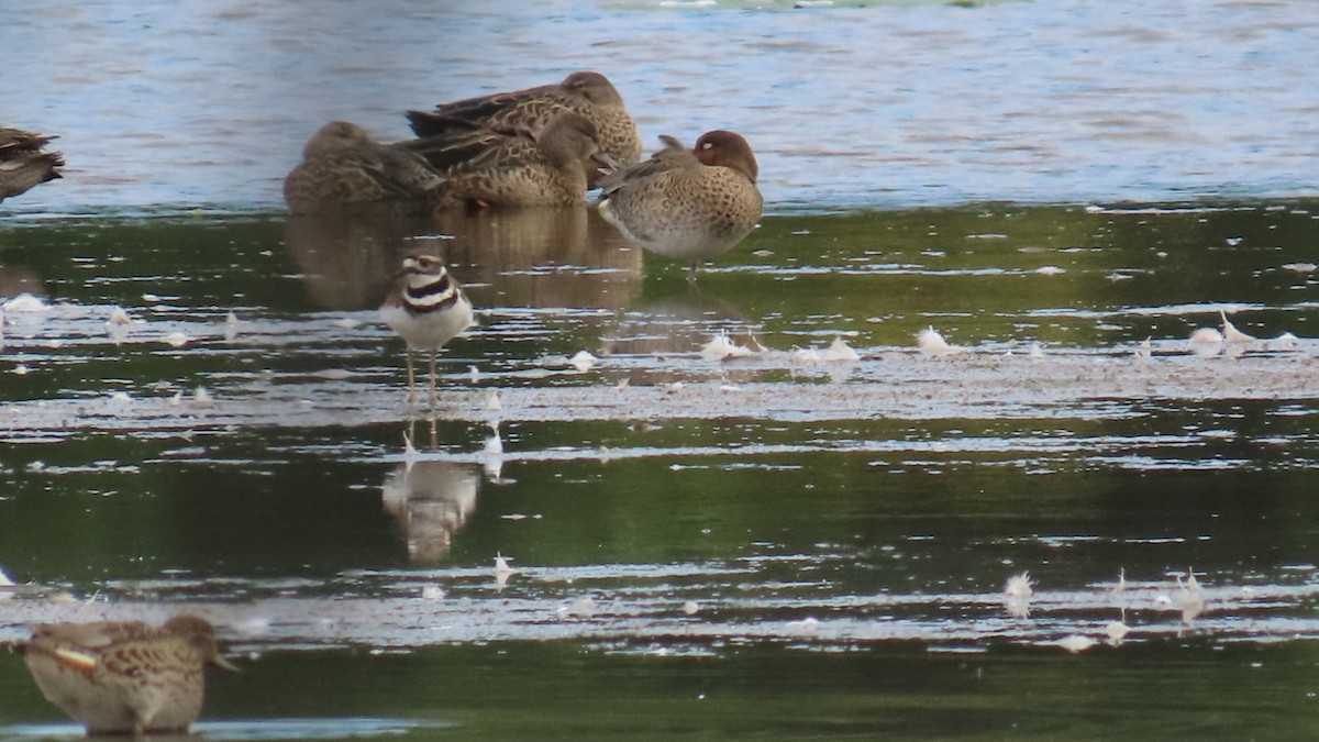 Killdeer - ML623154578