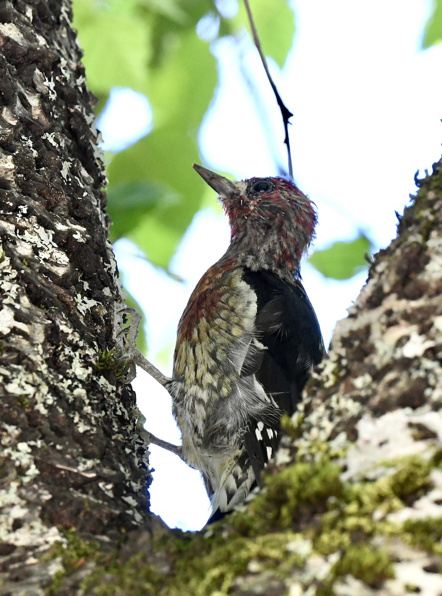 Red-breasted Sapsucker - ML623154663