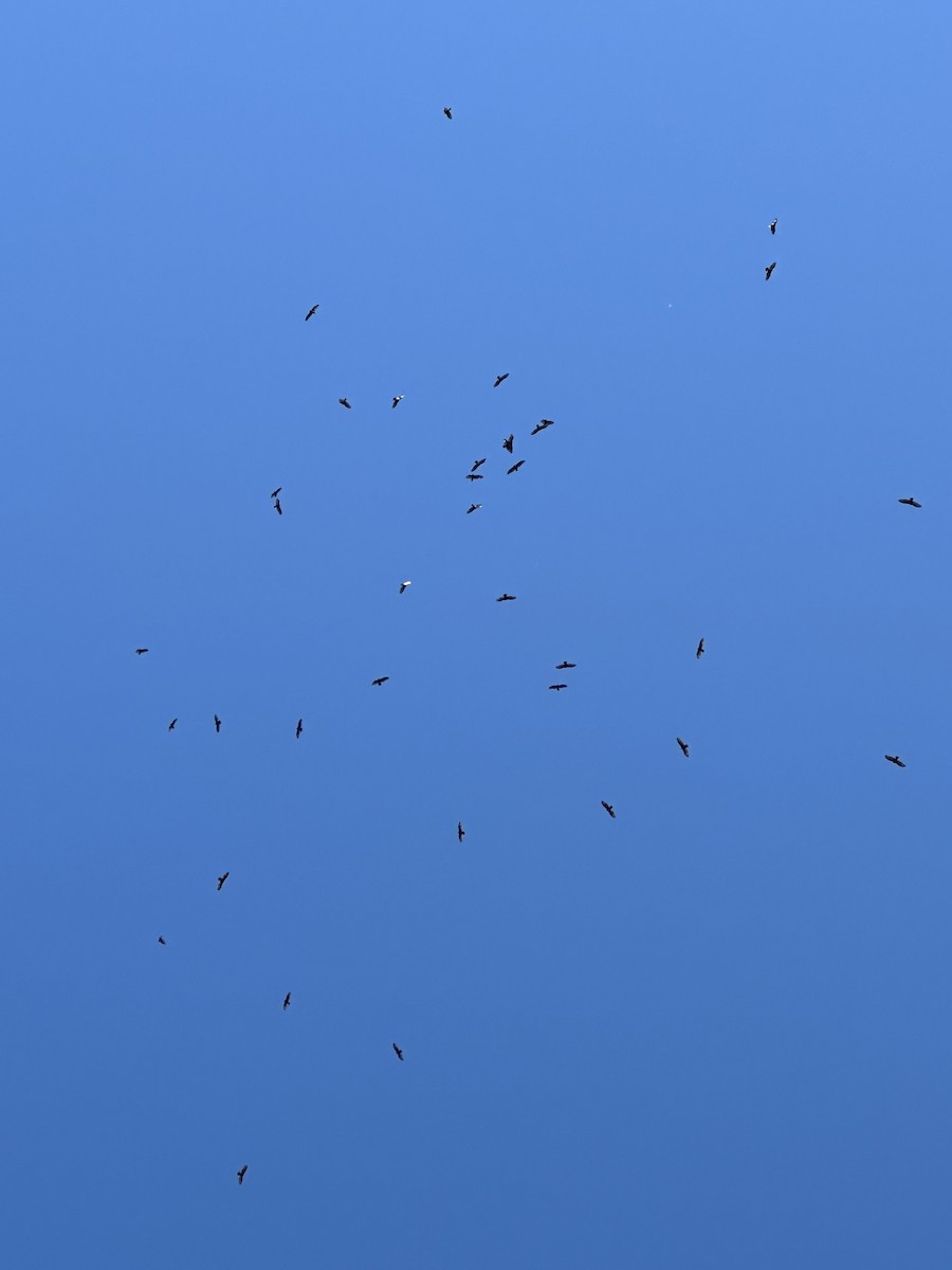 Turkey Vulture - ML623154692