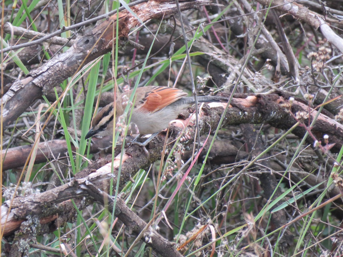 Brown-crowned Tchagra - ML623154719