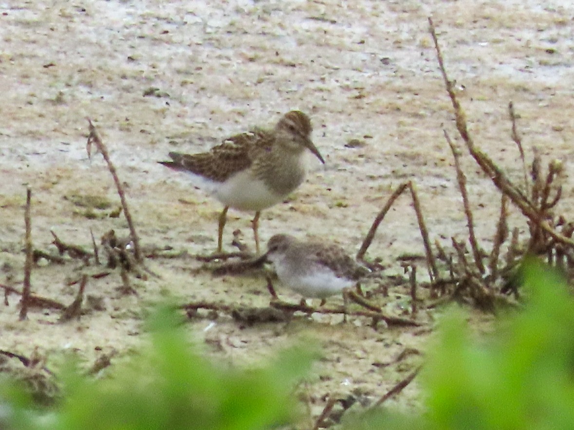 Pectoral Sandpiper - ML623154721