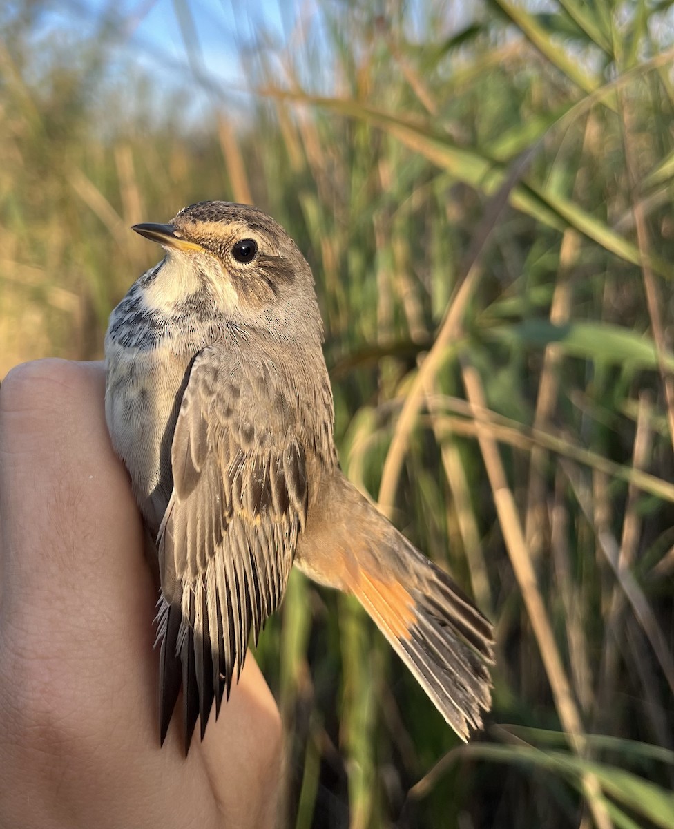 Bluethroat - ML623154733