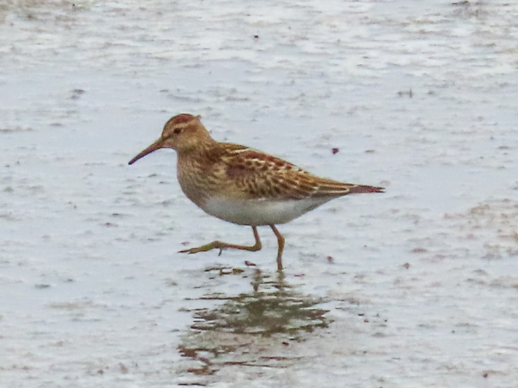 Pectoral Sandpiper - ML623154737