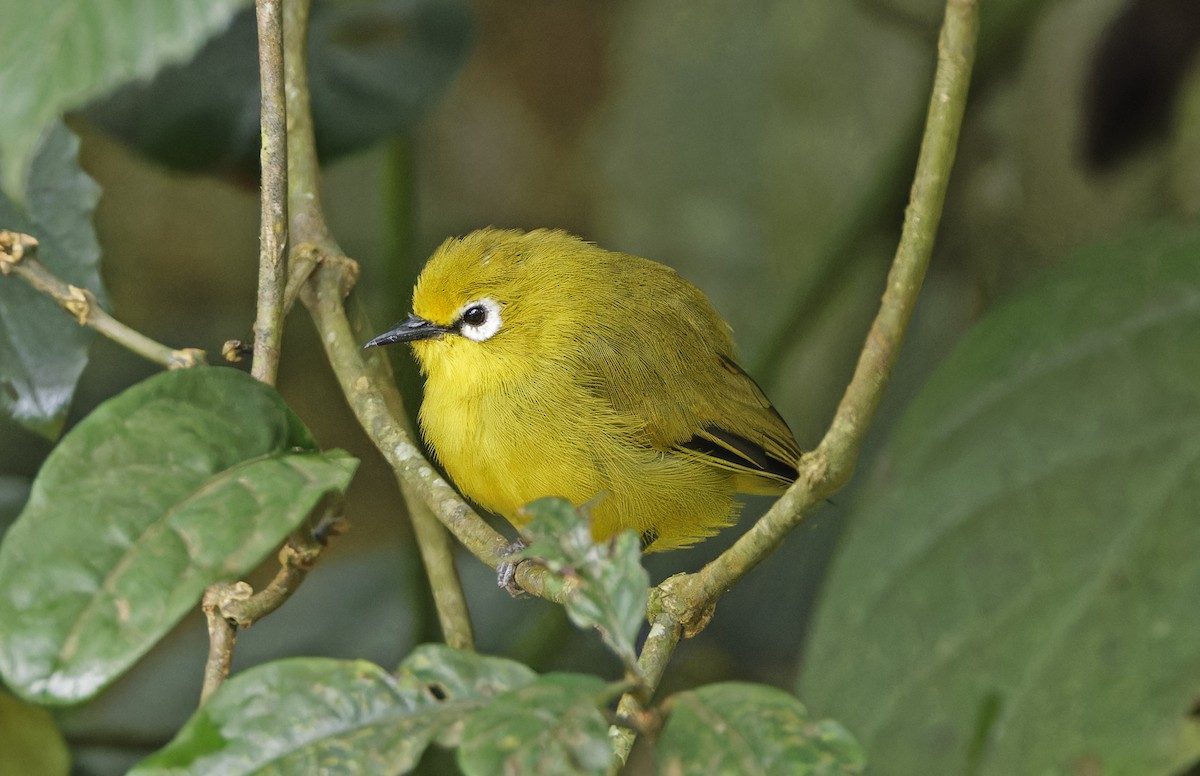 Northern Yellow White-eye - Robert Rodrigues