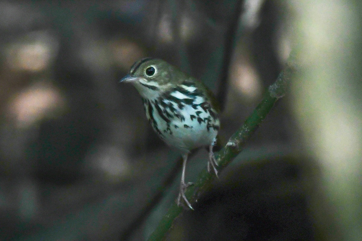 Ovenbird - ML623154797