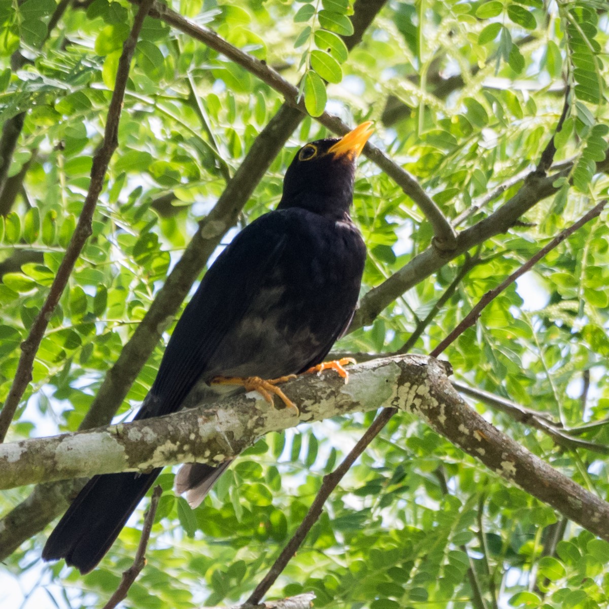 Yellow-legged Thrush - Luiz Anjos