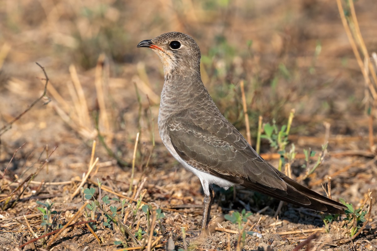 Canastera Común - ML623154813