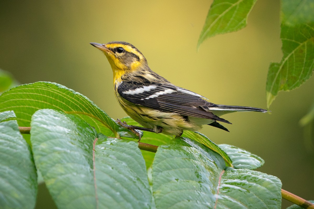 Blackburnian Warbler - ML623154817