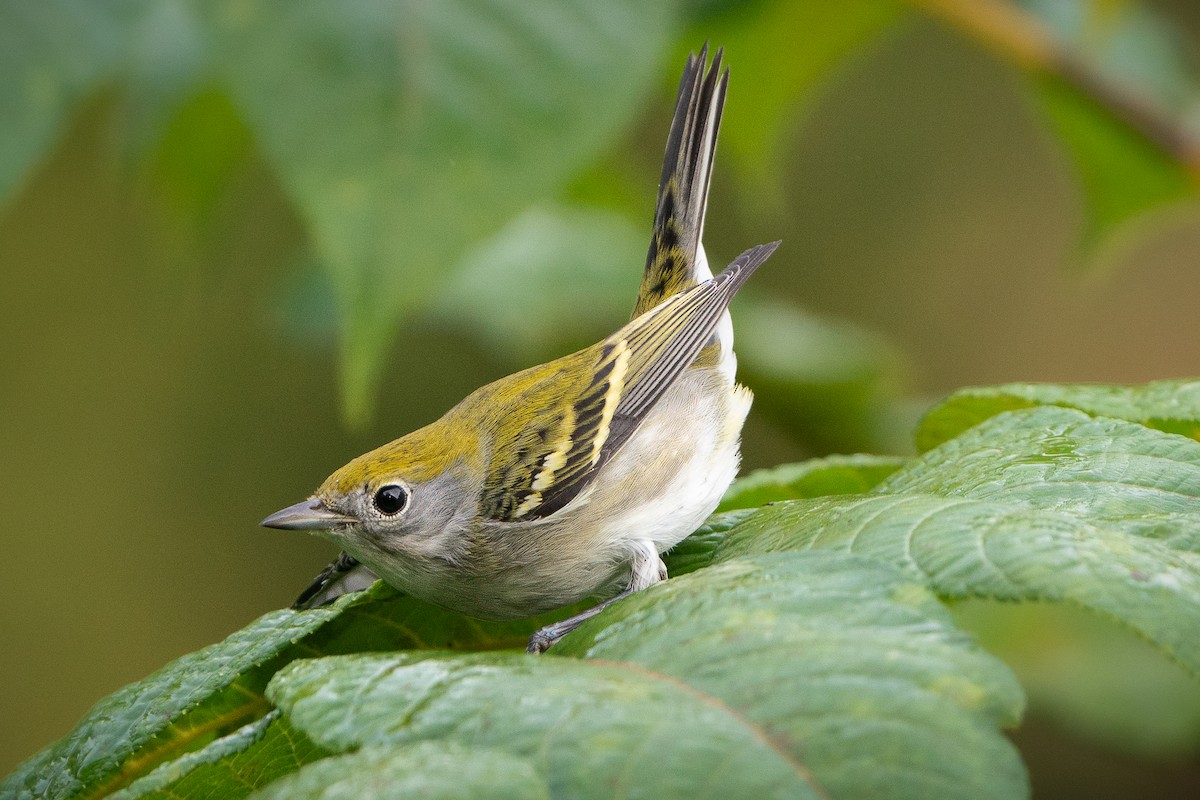 Chestnut-sided Warbler - ML623154835