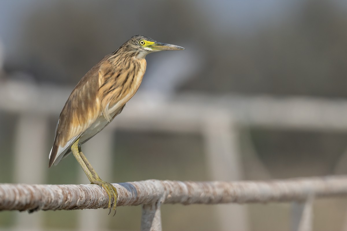 Sgarza ciuffetto - ML623154845