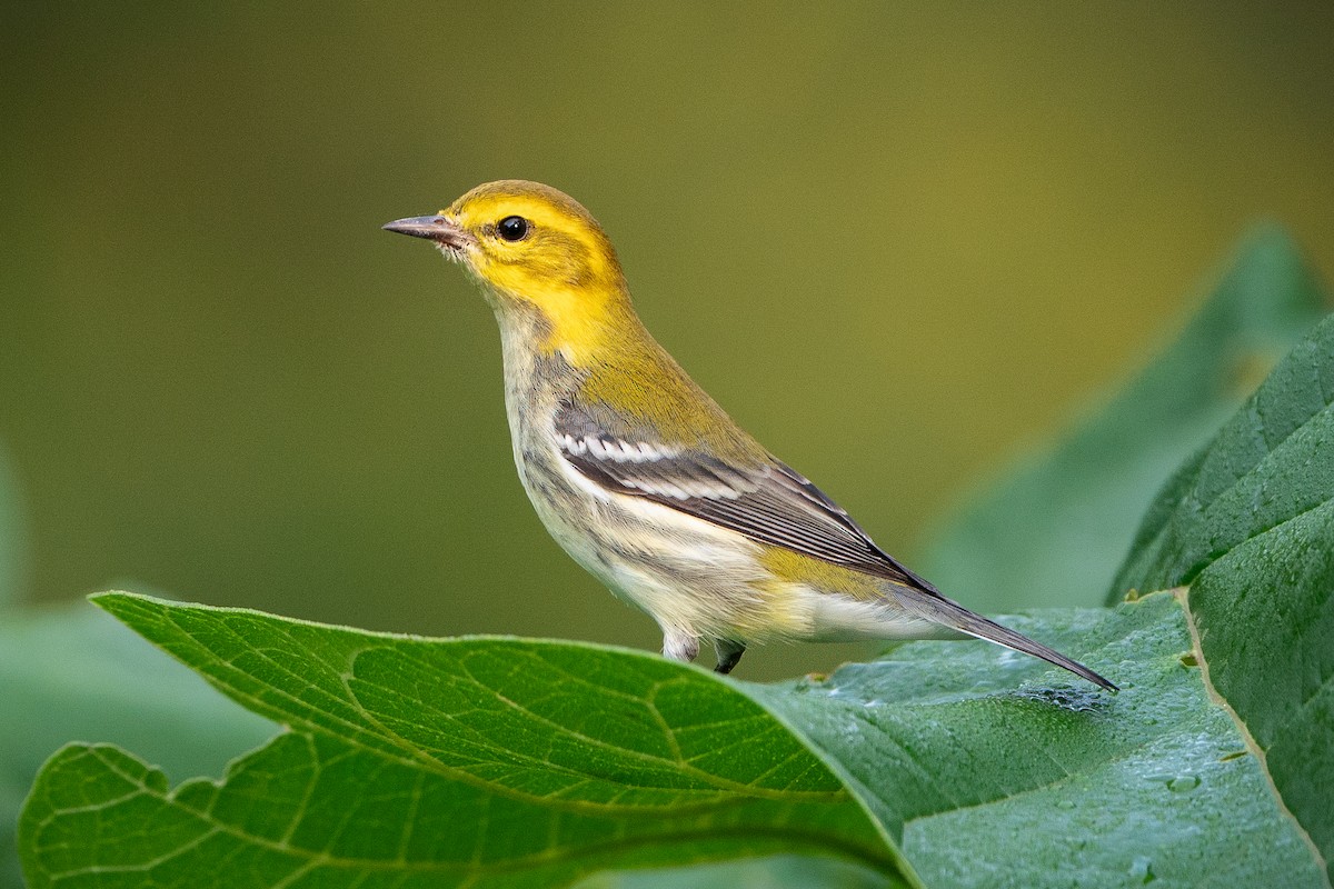 Black-throated Green Warbler - ML623154852