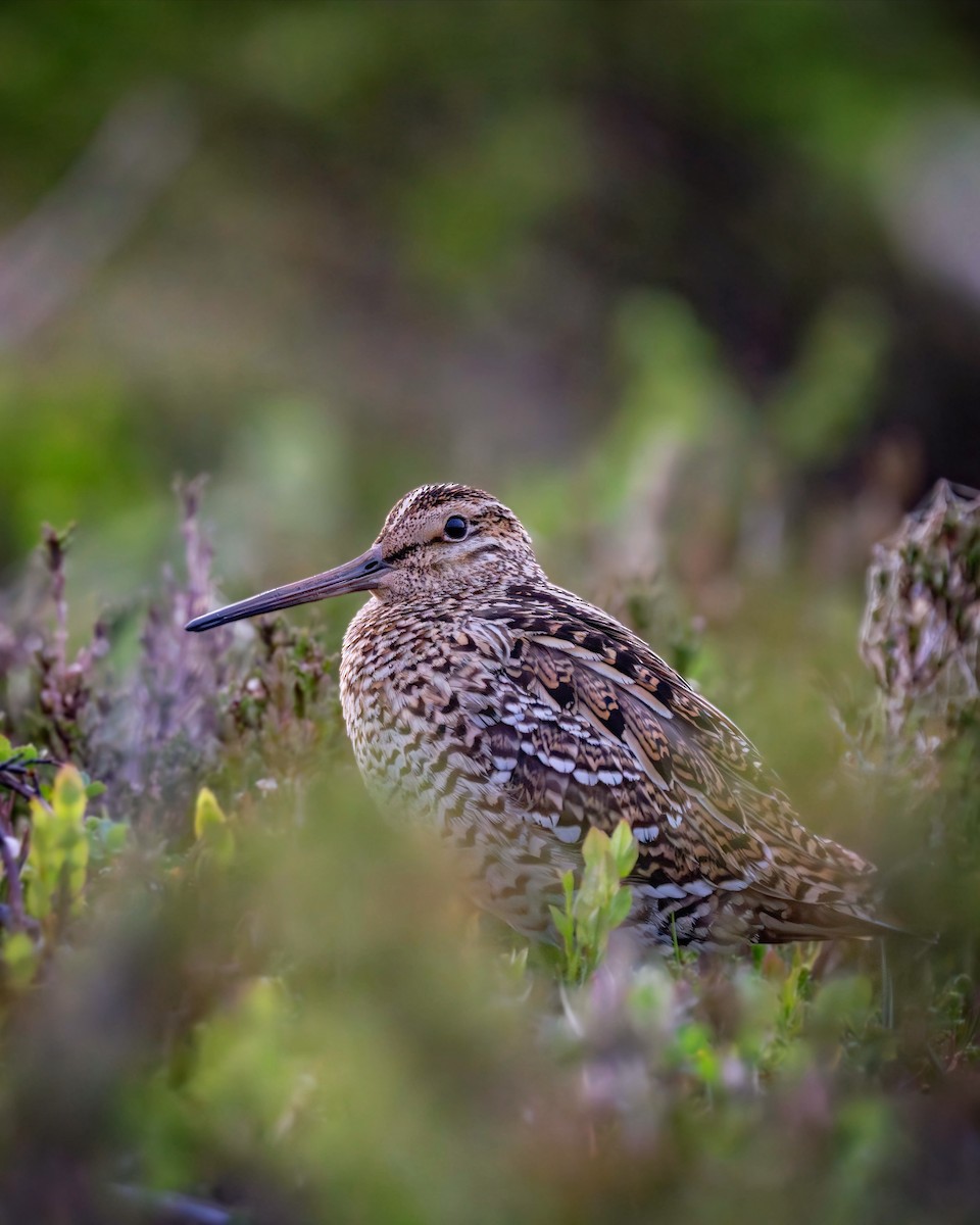 Great Snipe - ML623154860