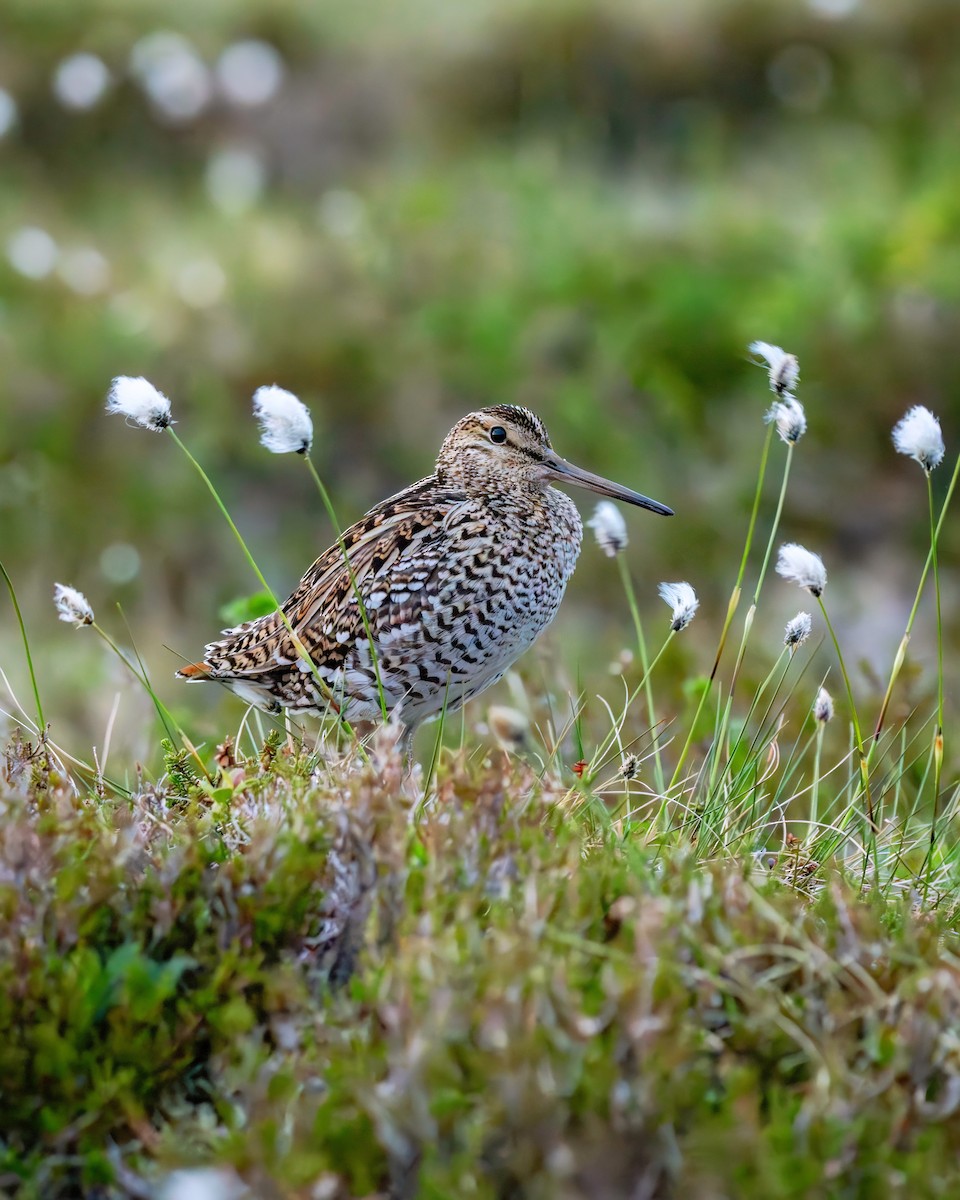 Great Snipe - ML623154862