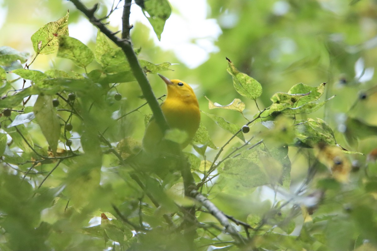 Prothonotary Warbler - ML623154887