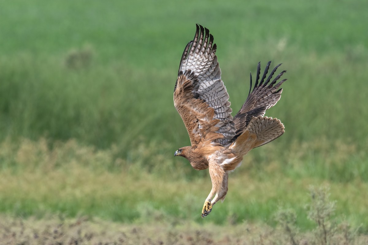 Aquila di Bonelli - ML623154892