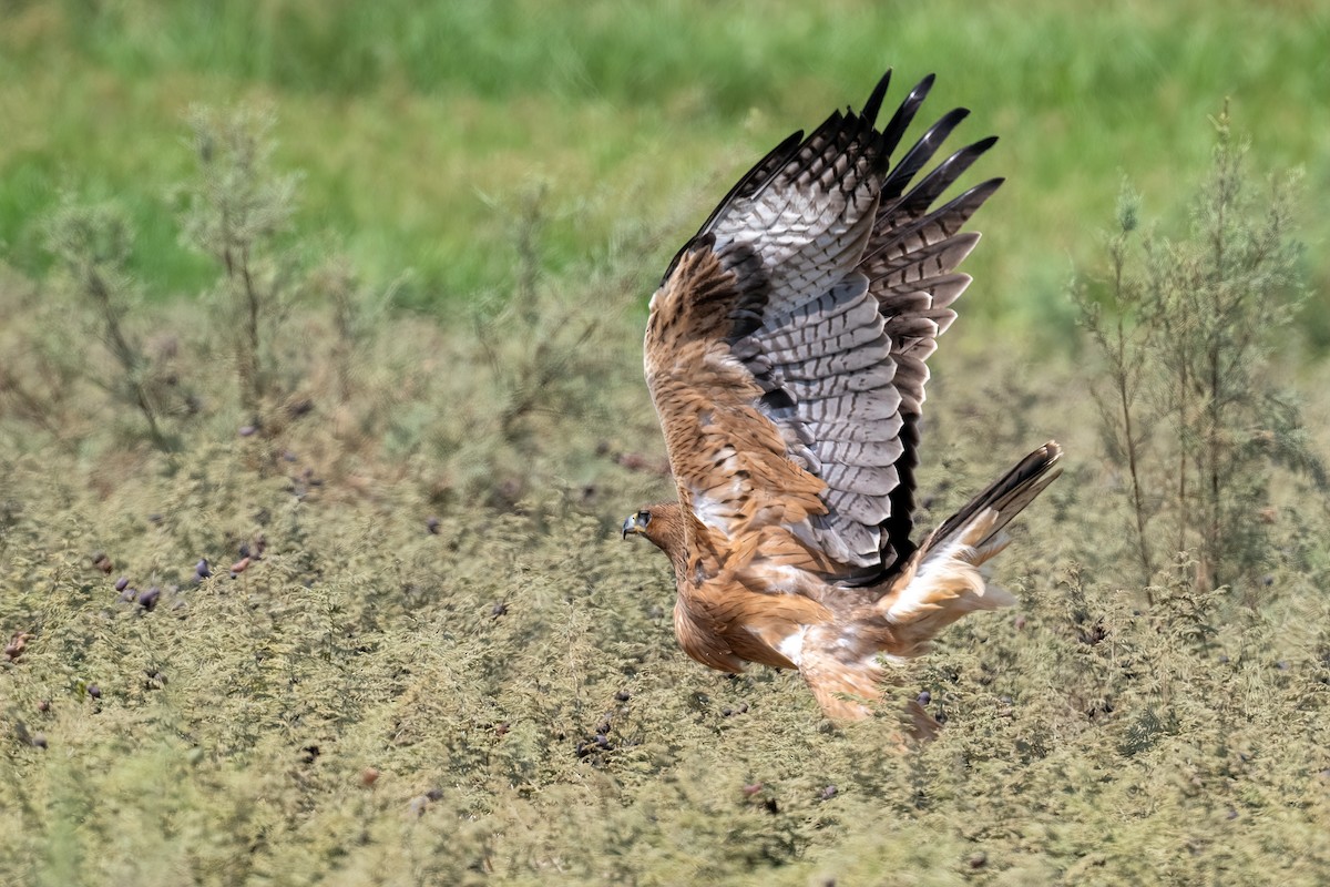 Aquila di Bonelli - ML623154894