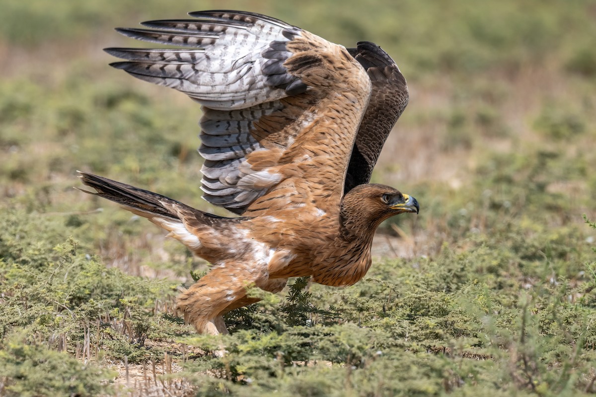 Aquila di Bonelli - ML623154897