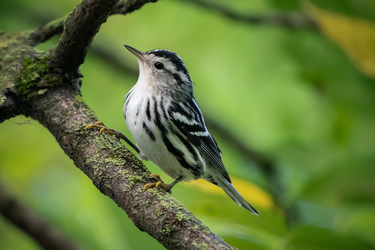 Black-and-white Warbler - ML623155092