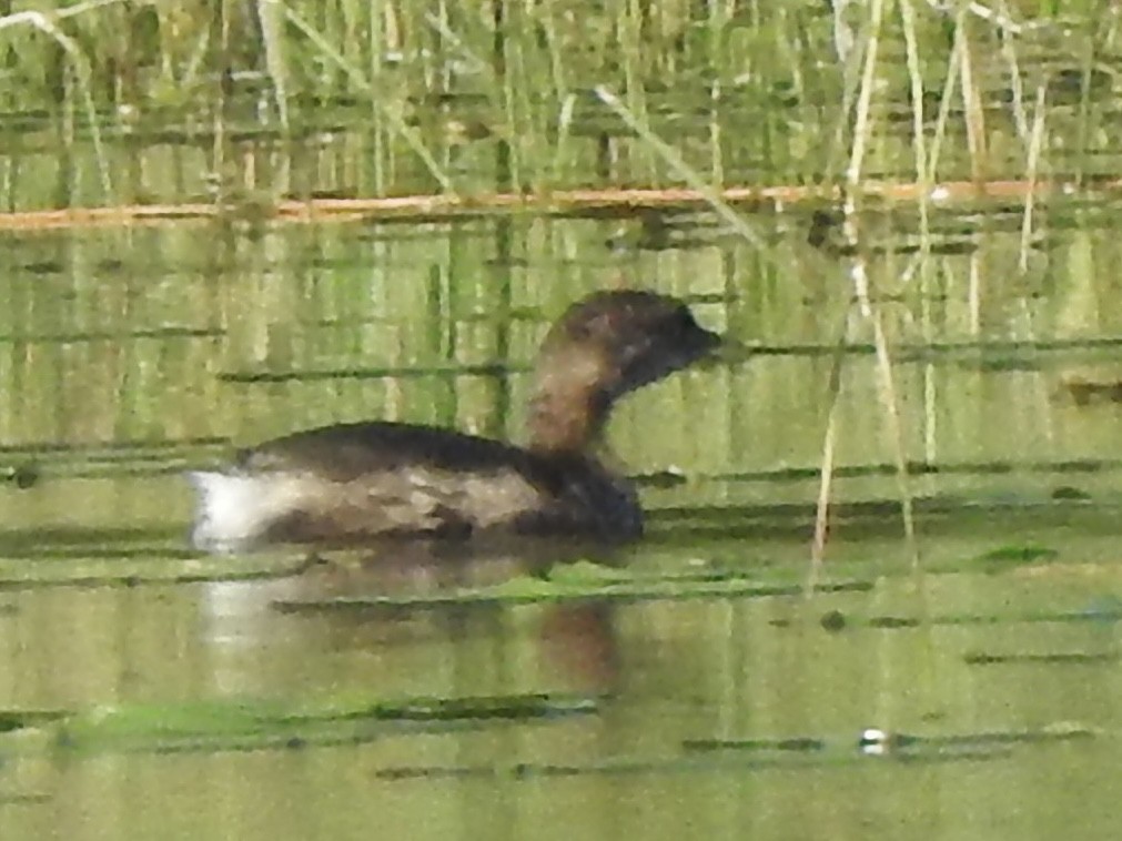 Pied-billed Grebe - ML623155162