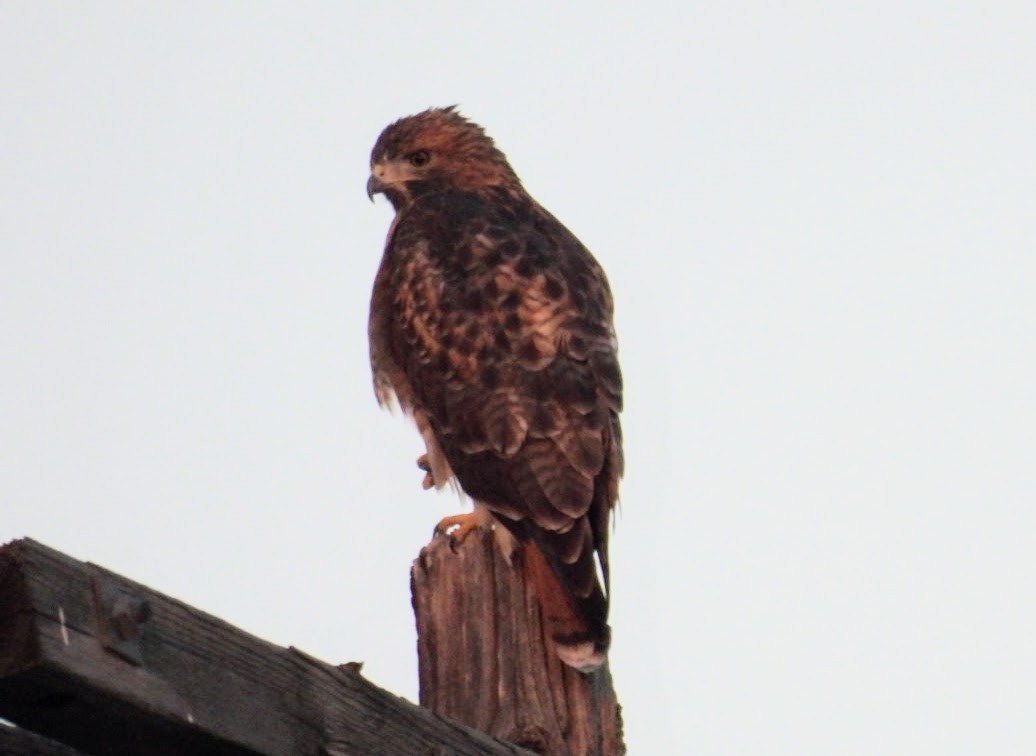 Red-tailed Hawk - patricia kuzma sell