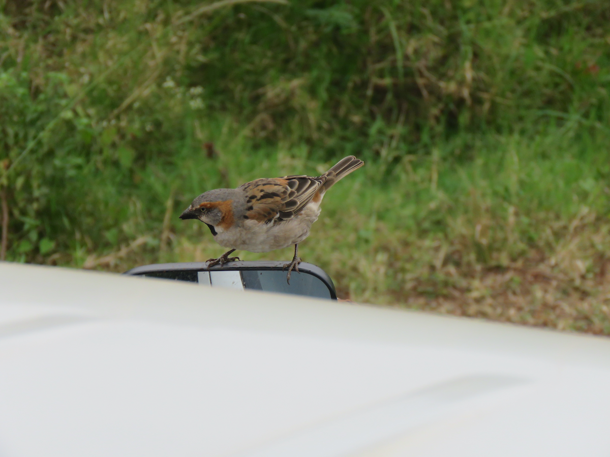 Kenya Rufous Sparrow - ML623155274