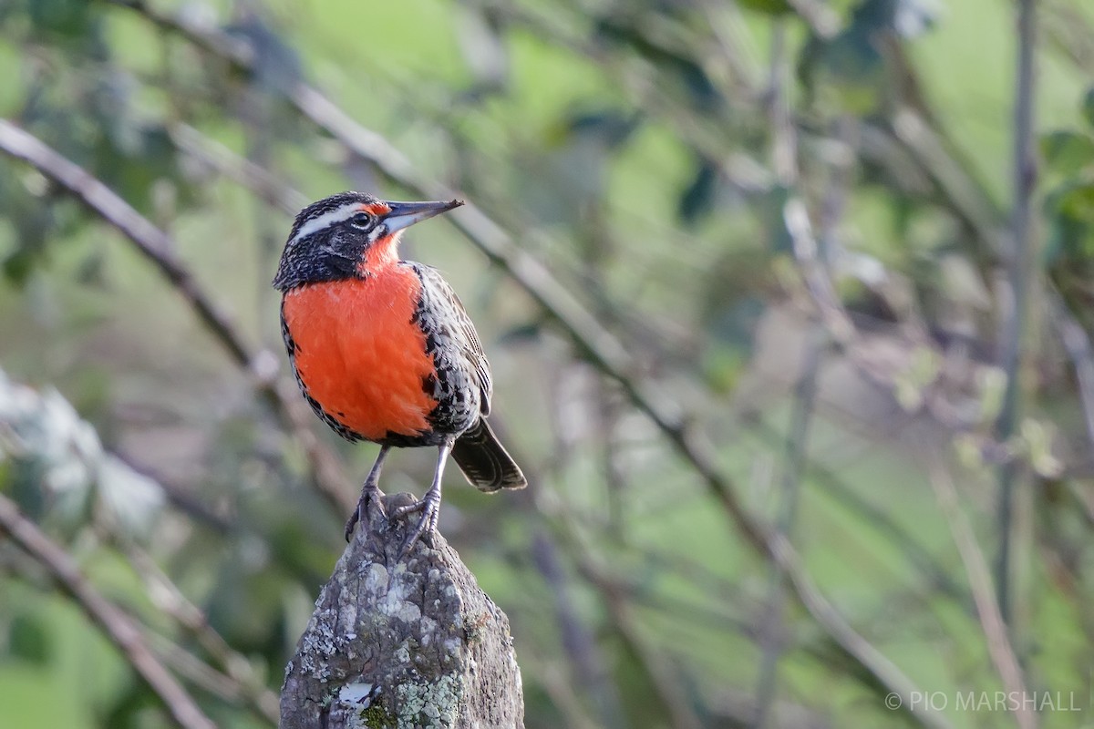Long-tailed Meadowlark - ML623155323