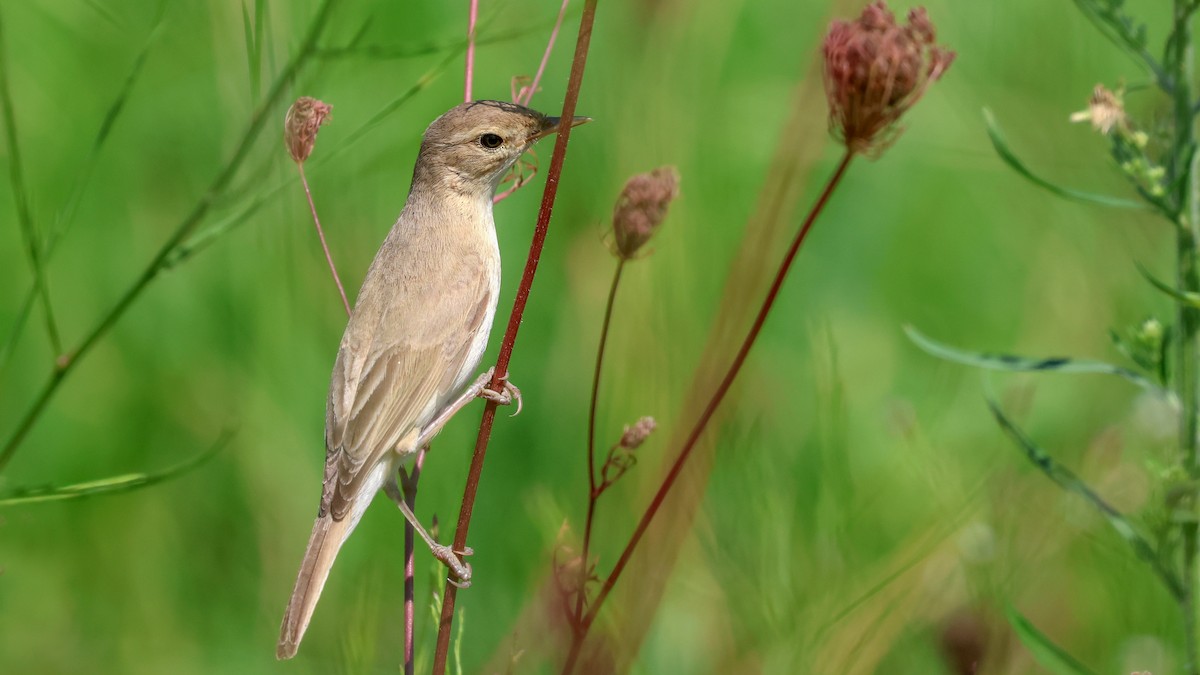 Booted Warbler - ML623155332