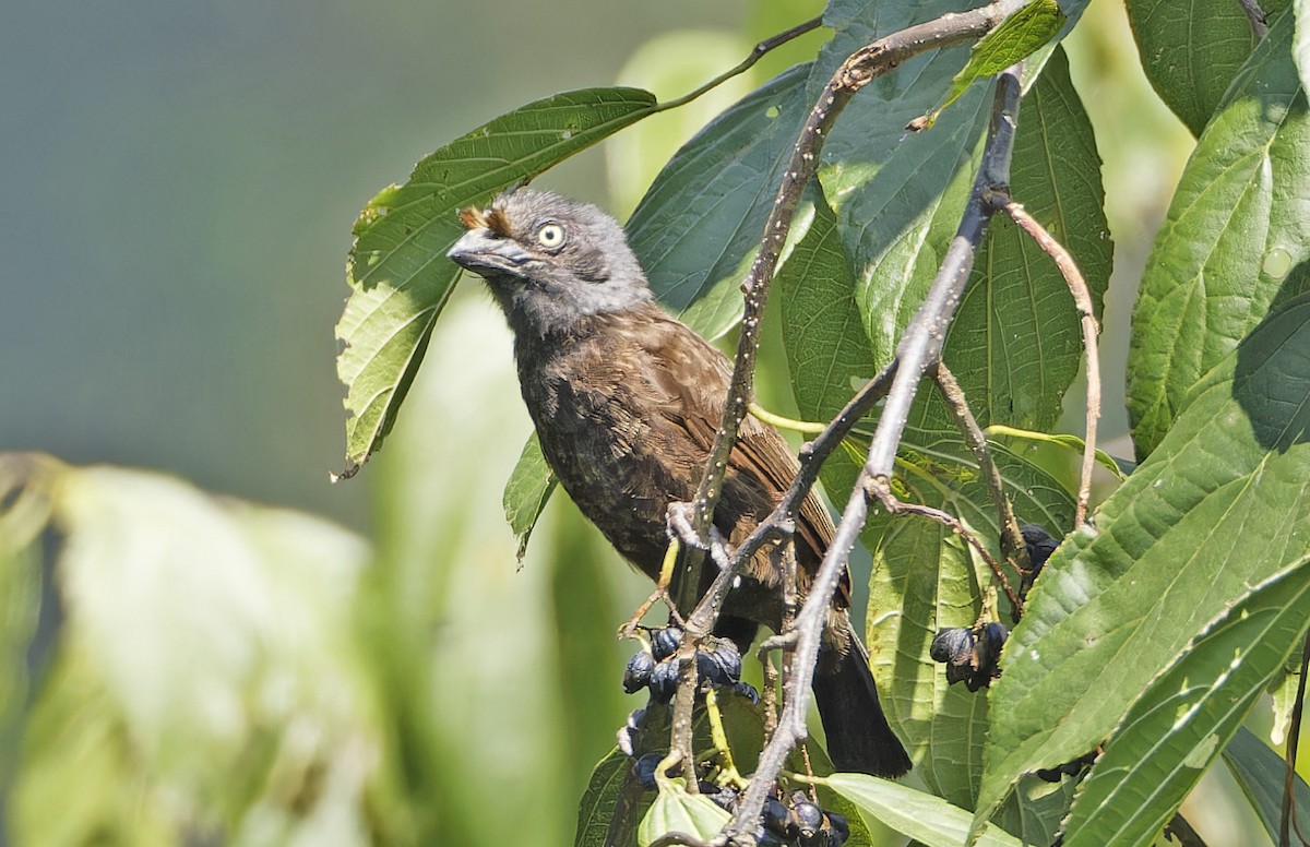 Gray-throated Barbet - ML623155361