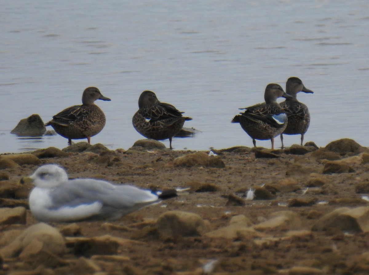 Blue-winged Teal - James Holsinger