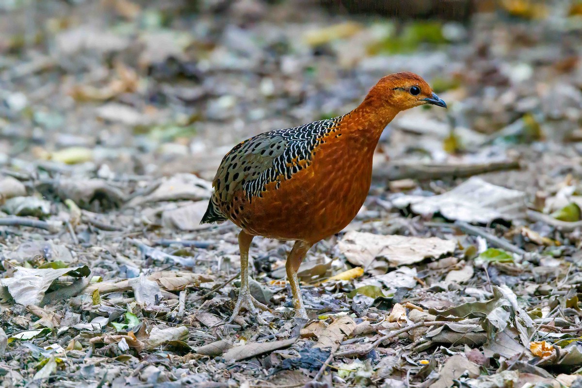 Ferruginous Partridge - ML623155371