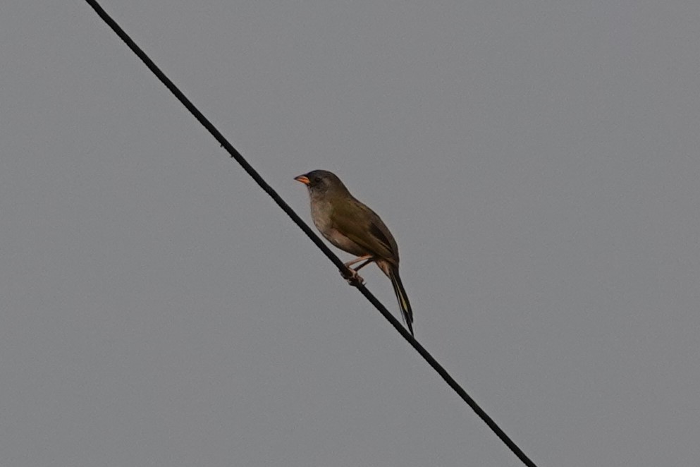 Great Pampa-Finch - ML623155409