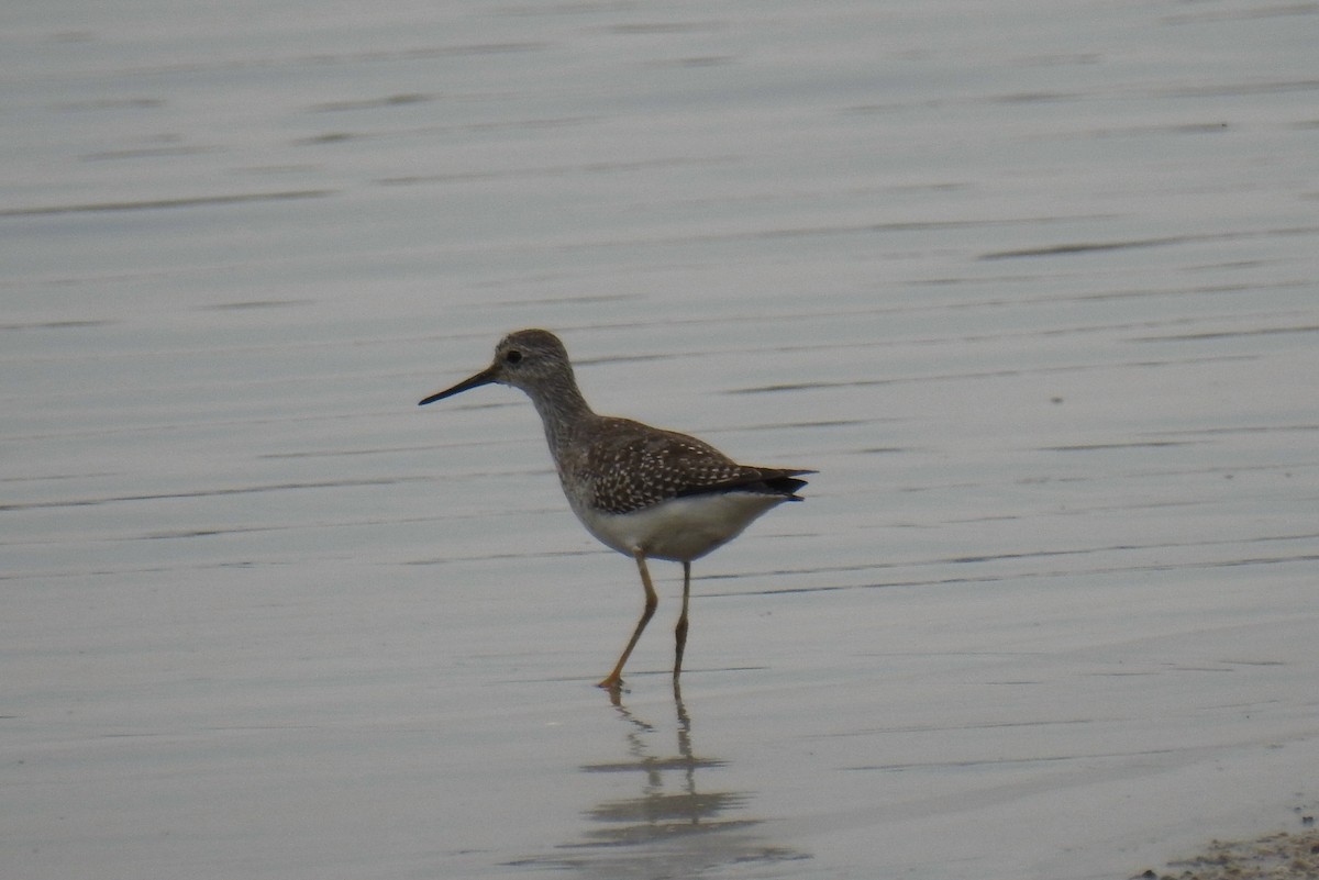 Lesser Yellowlegs - ML623155415