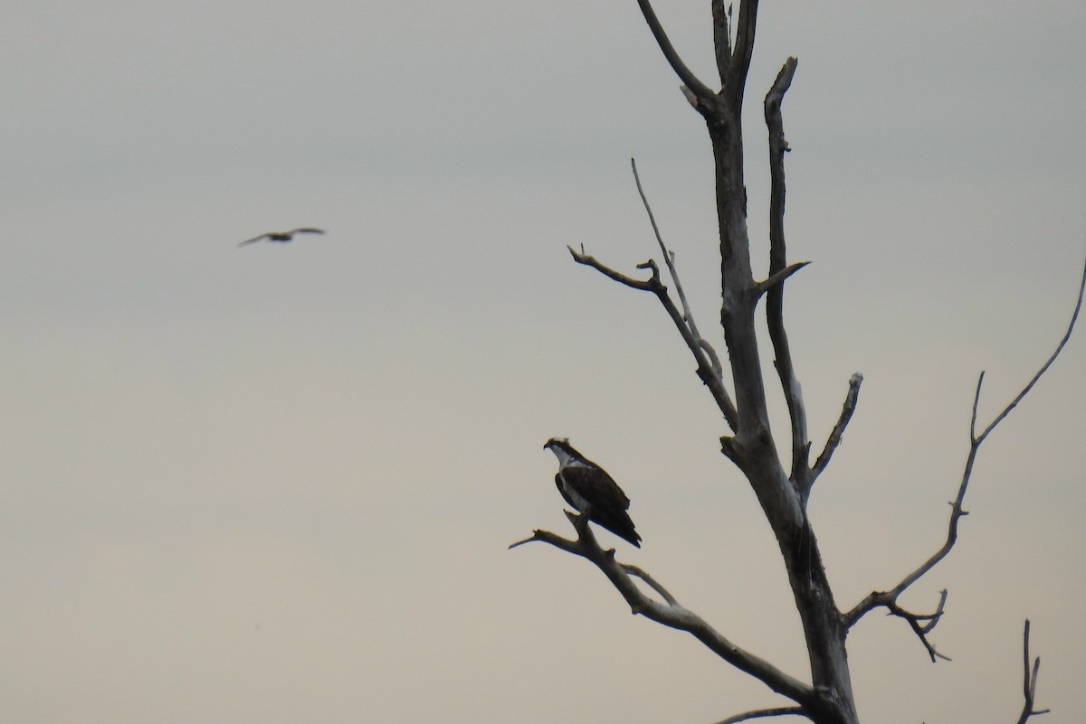 Osprey - ML623155485