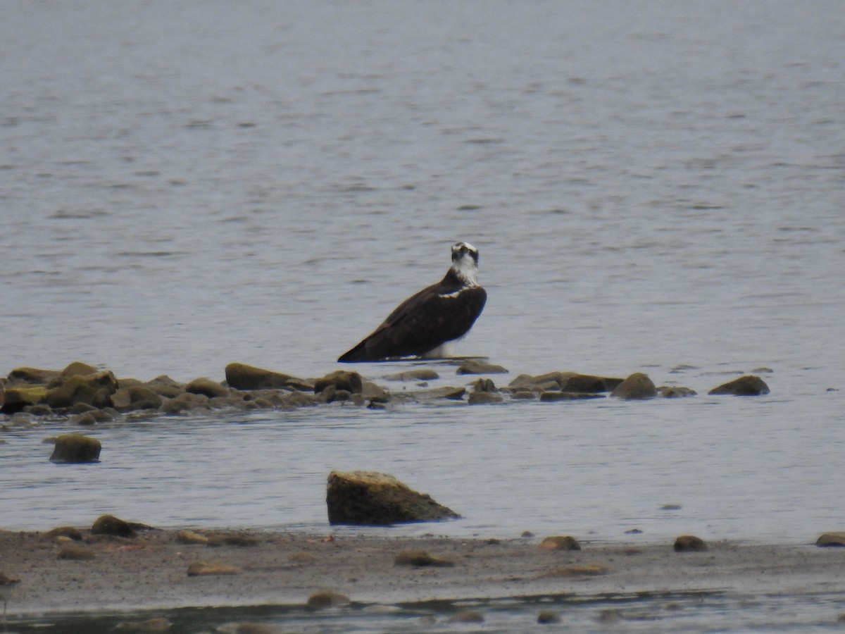 Osprey - ML623155486