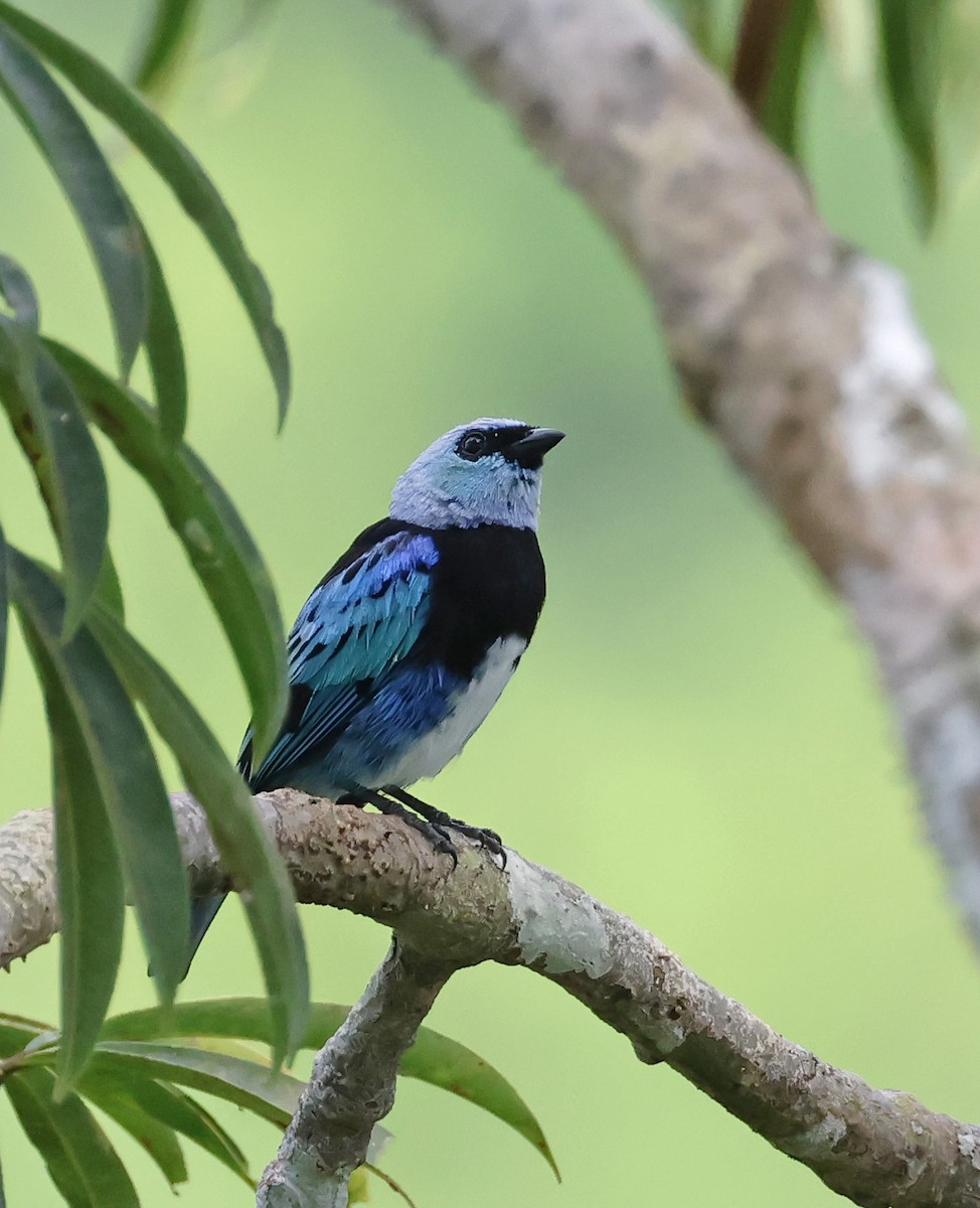 Masked Tanager - ML623155562