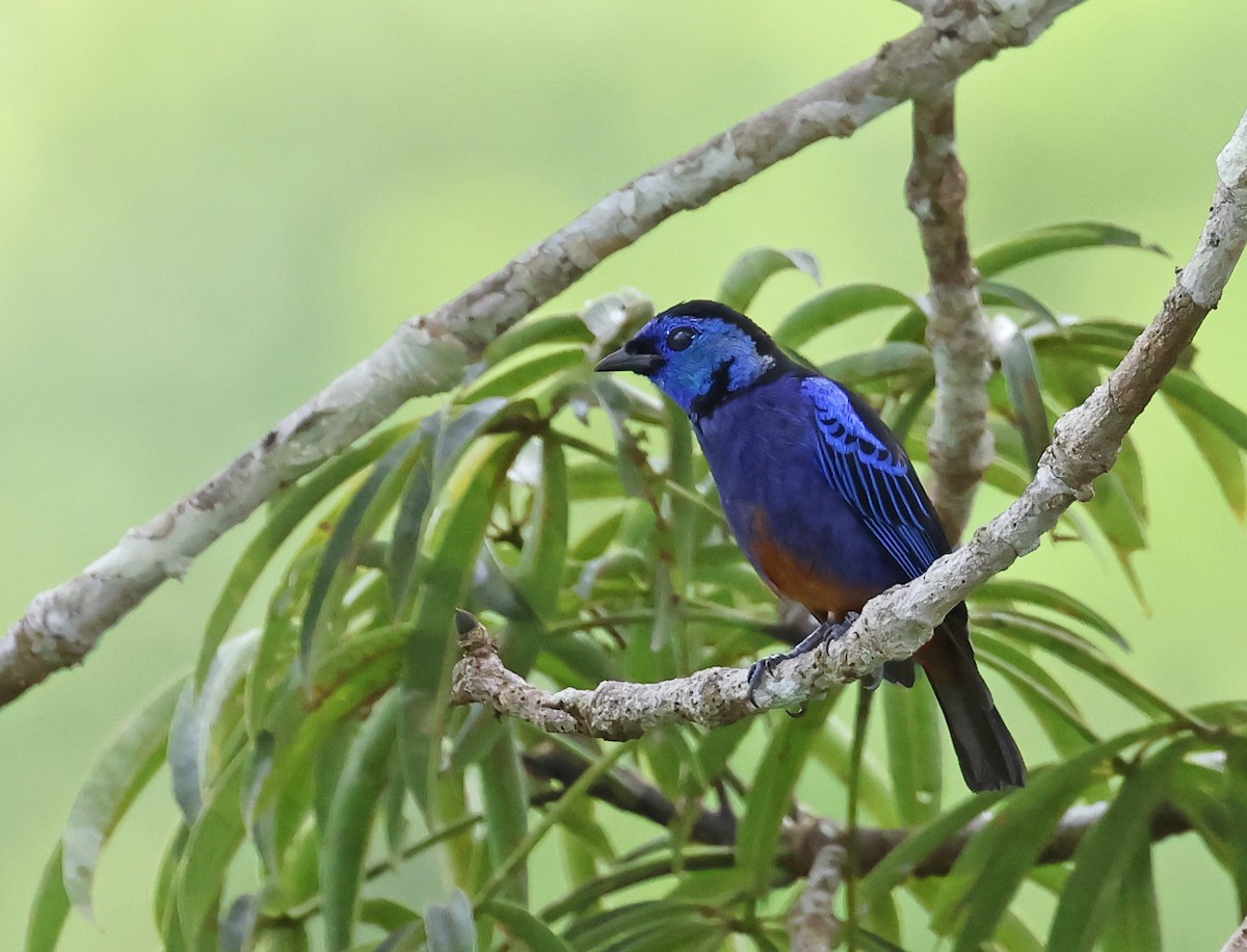 Opal-rumped Tanager - ML623155564