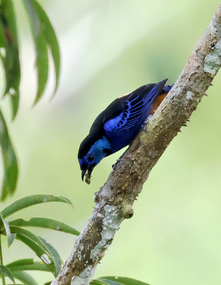 Opal-rumped Tanager - ML623155565