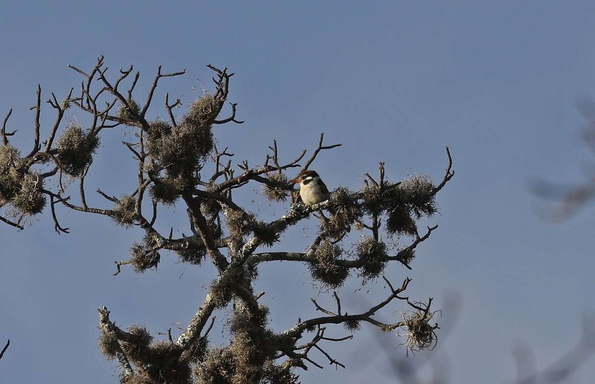 White-eared Puffbird - Paul Chapman