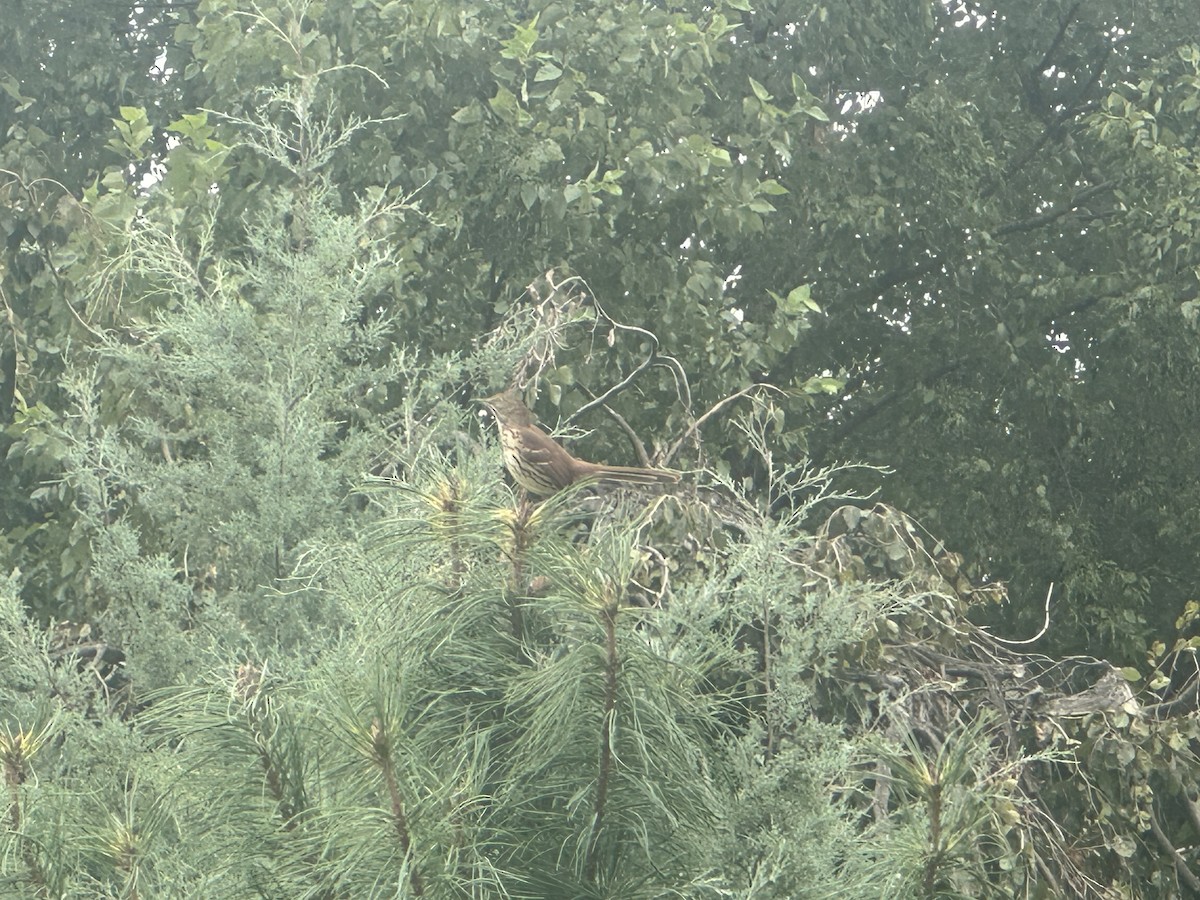 Brown Thrasher - ML623155592