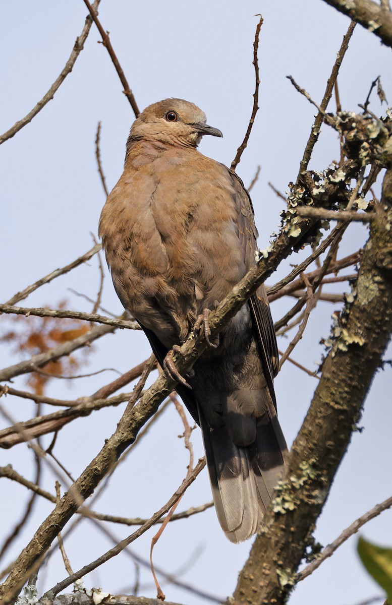 Dusky Turtle-Dove - Robert Rodrigues