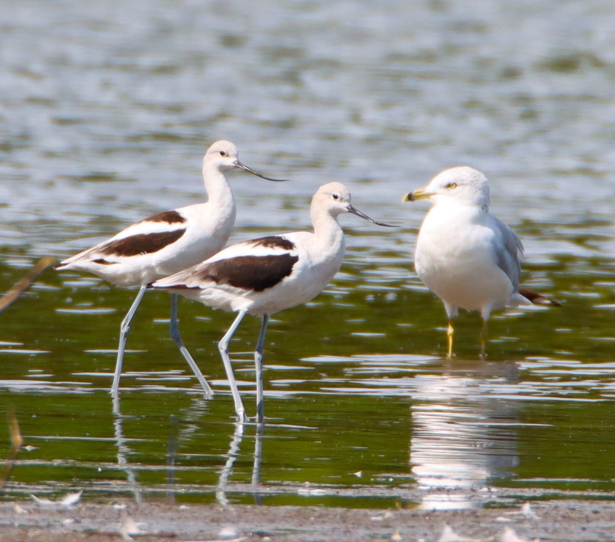 American Avocet - ML623155657