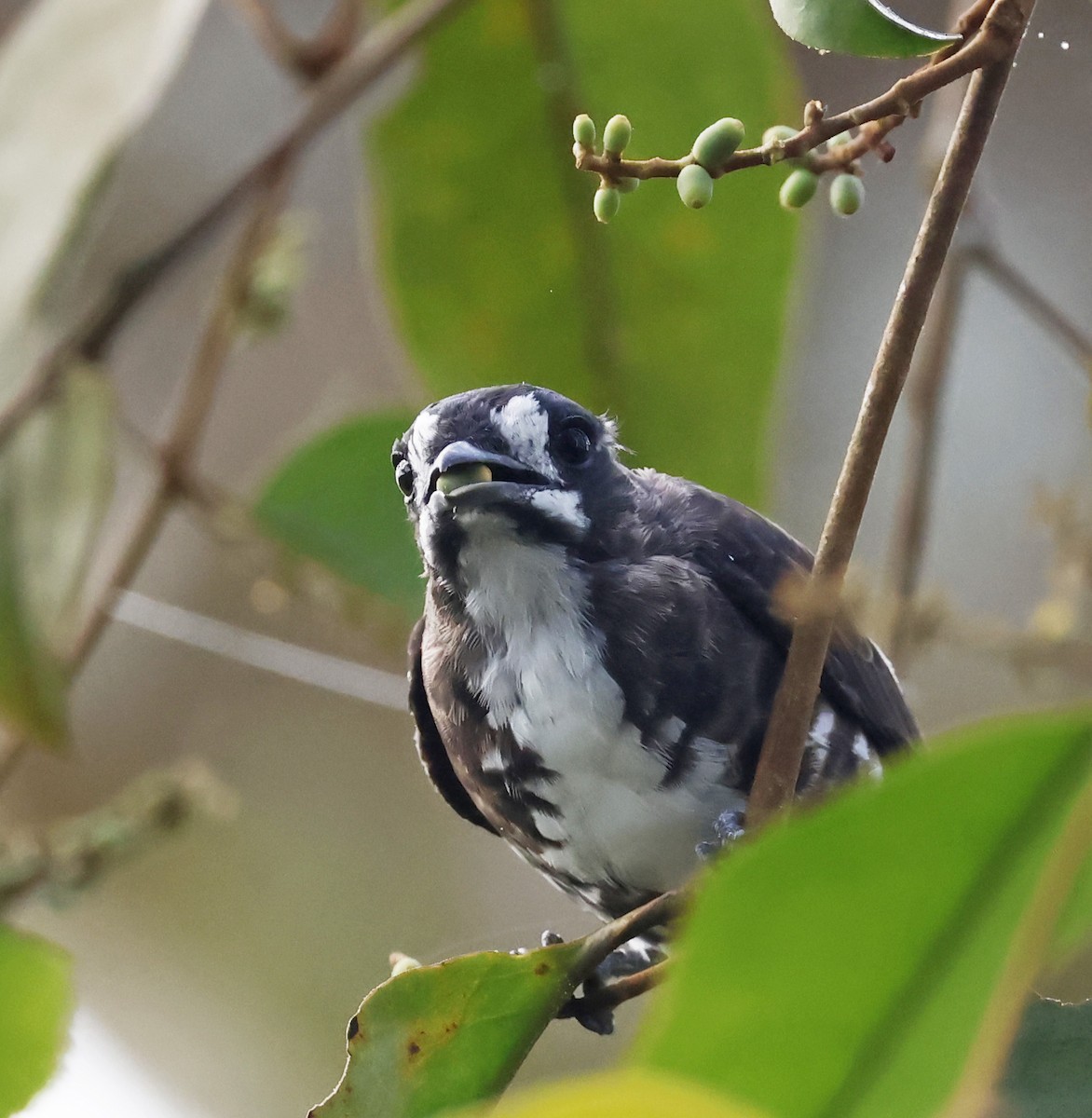 White-browed Purpletuft - ML623155674