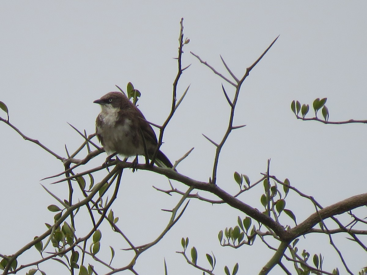 Northern Pied-Babbler - ML623155721