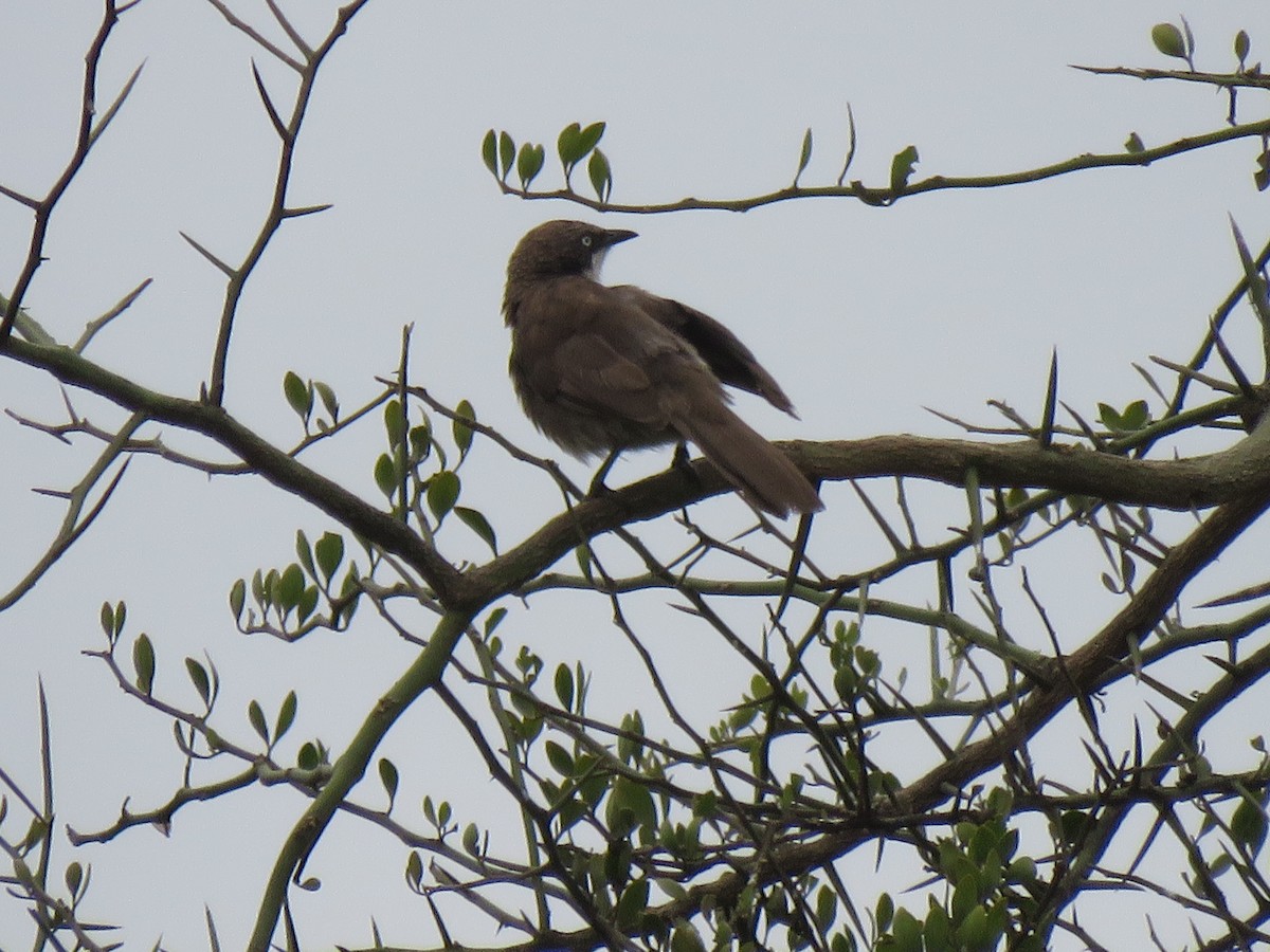 Northern Pied-Babbler - ML623155723