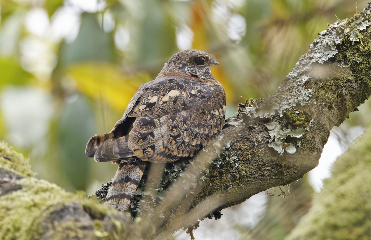 Montane Nightjar (Rwenzori) - ML623155729