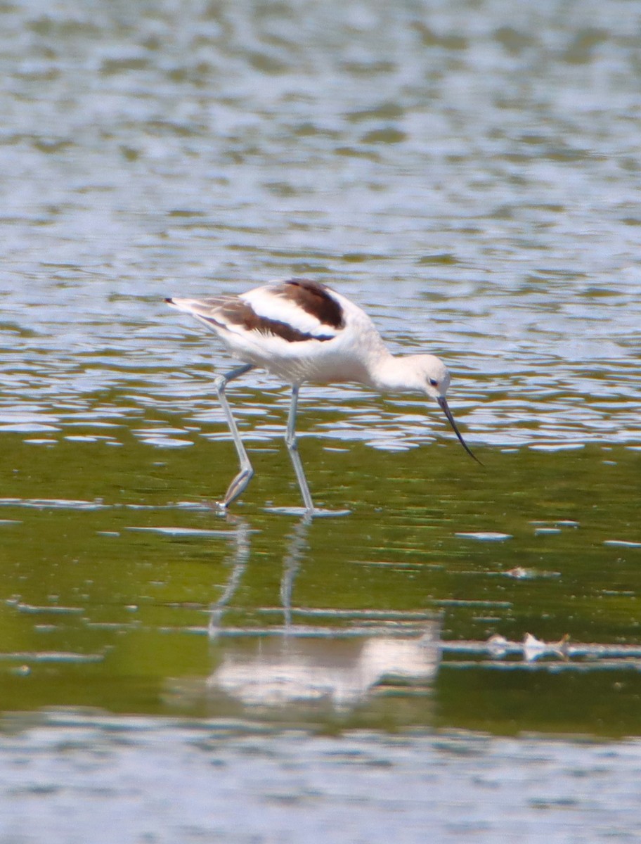 American Avocet - ML623155750