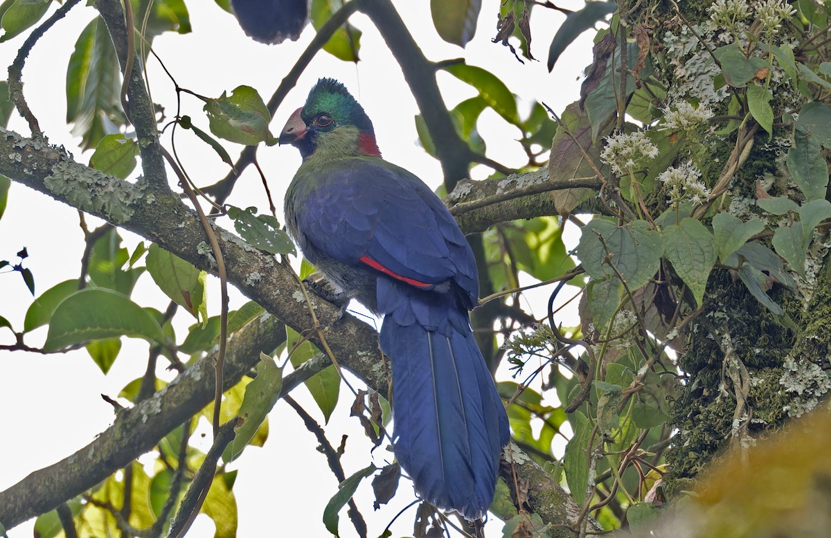 Rwenzori Turaco - ML623155755