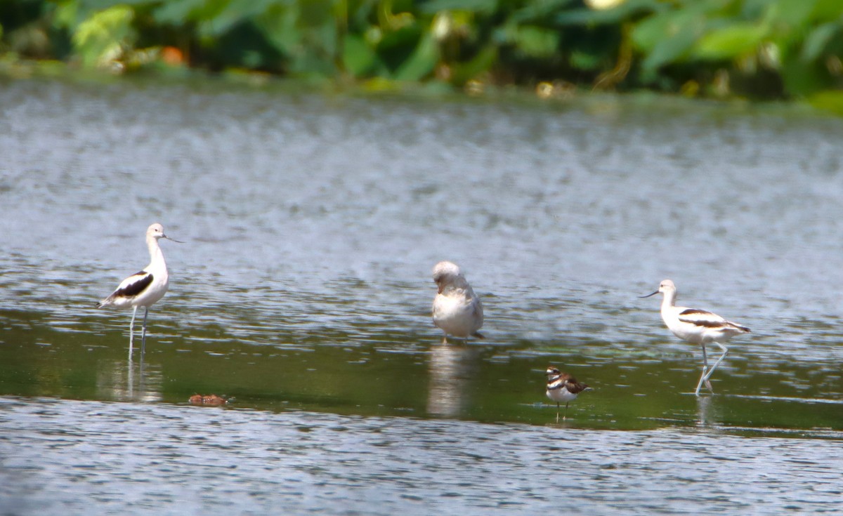 American Avocet - ML623155759