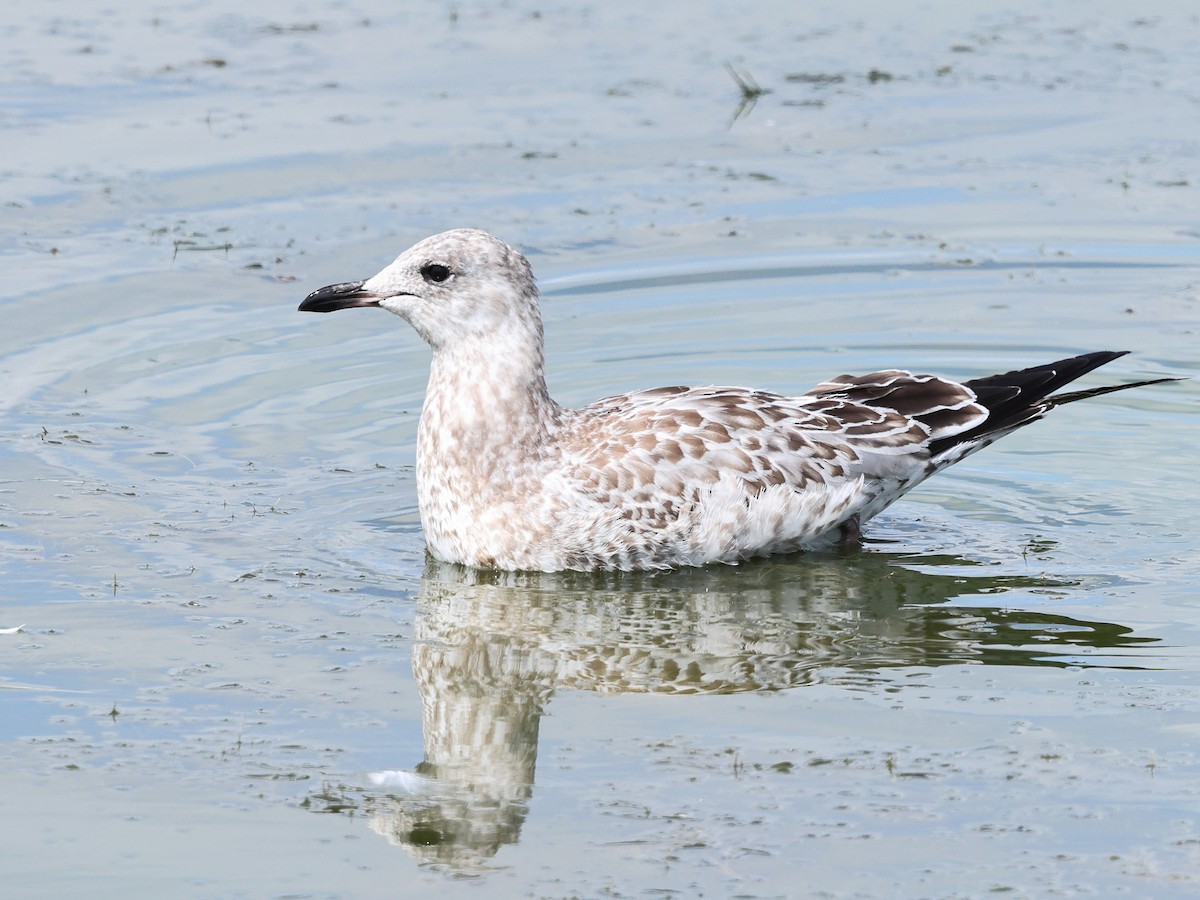 Ring-billed Gull - ML623155769