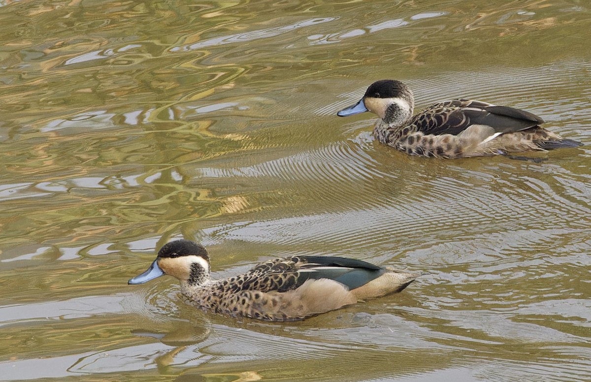 Blue-billed Teal - ML623155785